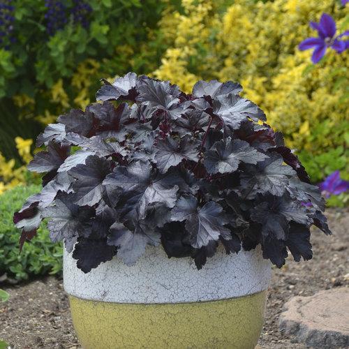 Coral Bells, Primo® Black Pearl Coral Bells