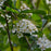 Chokeberry, Black Chokeberry