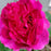 Rose, Showpiece™ Berry Rose