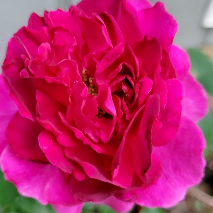 Rose, Showpiece™ Berry Rose