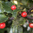 Holly, Blue Maid Holly