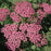 Yarrow, Pink Grapefruit Yarrow