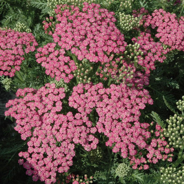 Yarrow, Pink Grapefruit Yarrow