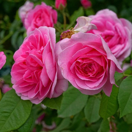 ROSA `GERTRUDE JEKYLL`
