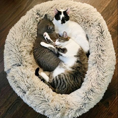 Cuddle Donut Pet Bed, Frosted Grey