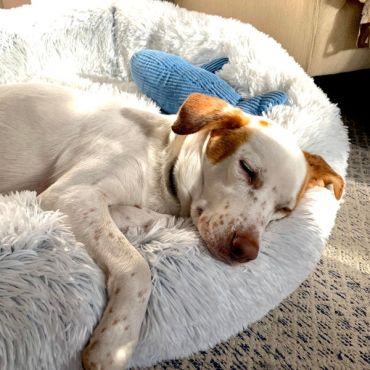 Cuddle Donut Pet Bed, Frosted Grey
