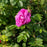 Rose, Hansa Landscape Shrub Rose