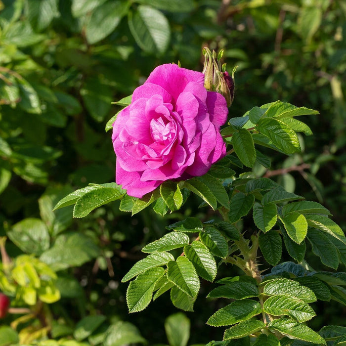 Rose, Hansa Landscape Shrub Rose