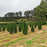 Arborvitae, Emerald Green Arborvitae