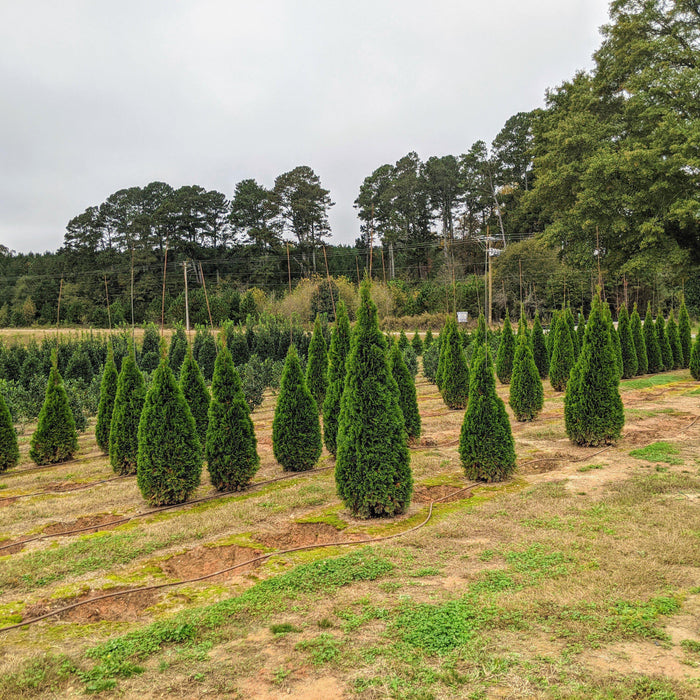 Arborvitae, Emerald Green Arborvitae