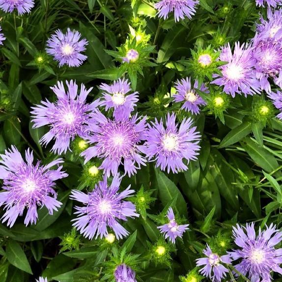 Aster, Peachie's Pick Stoke's Aster