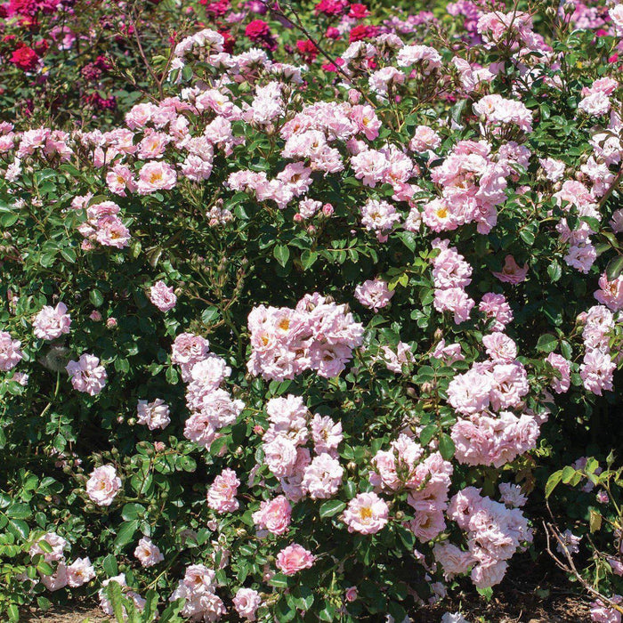 Rose, Blushing Drift® Rose