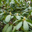 Rhododendron, Pink Rosebay Rhododendron