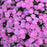 Dianthus, Fruit Punch® Sweetie Pie Dianthus