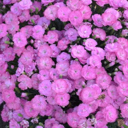 Dianthus, Fruit Punch® Sweetie Pie Dianthus