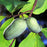 Pawpaw, Common Pawpaw, Tall Pawpaw