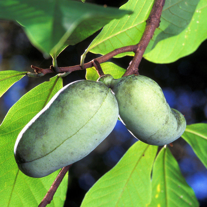 Pawpaw, Common Pawpaw, Tall Pawpaw