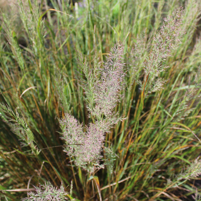 Grass, Reed Grass