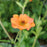 Geum 'Tims Tangerine'  - Totally Tangerine™ Avens