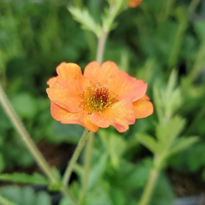 Geum 'Tims Tangerine'  - Totally Tangerine™ Avens