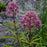 Joe Pye Weed, Baby Joe Coastal Plain