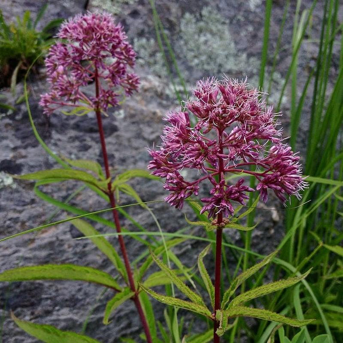 Joe Pye Weed, Baby Joe Coastal Plain