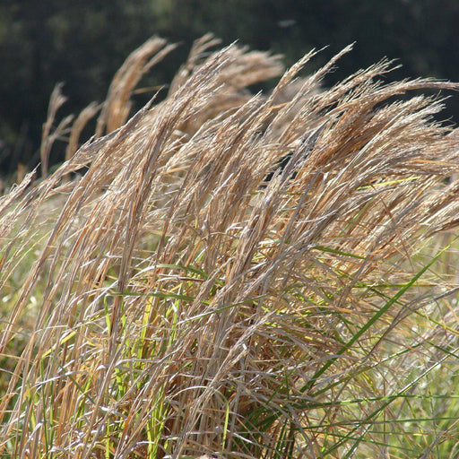 Grass, Broomsedge, Yellow Bluestem