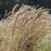 Grass, Broomsedge, Yellow Bluestem