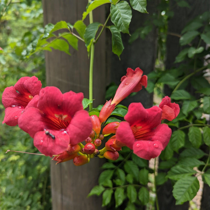 Trumpet Vine, Flamenco Trumpet Creeper