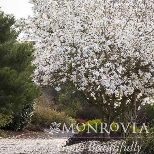 Magnolia, Royal Star Magnolia