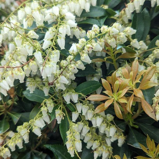 Andromeda, Compact Pieris