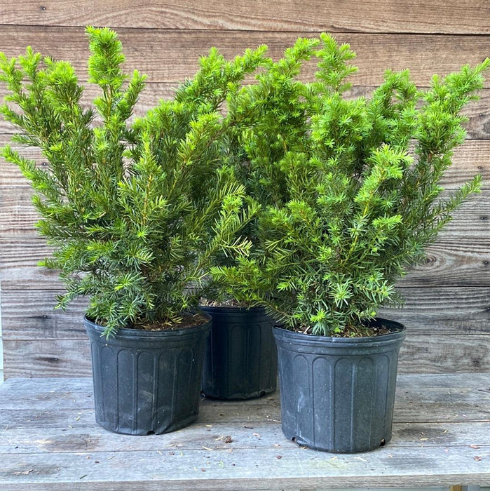 Taxus x media 'Densiformis'  - Dense Spreading Yew