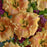Daylily, Rainbow Rhythm® Orange Smoothie Daylily