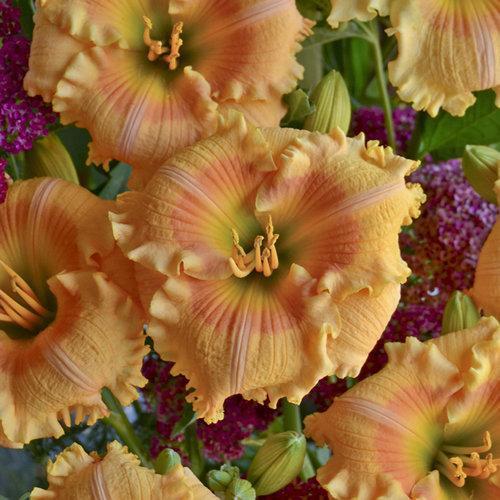 Daylily, Rainbow Rhythm® Orange Smoothie Daylily