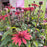 Coneflower, Panama Red Echinacea