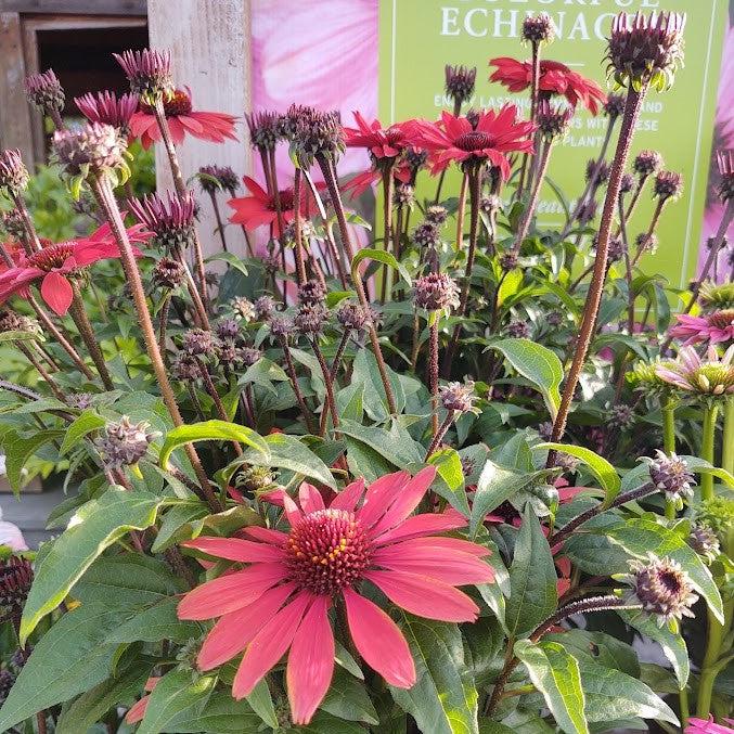 Coneflower, Panama Red Echinacea