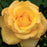 Rose, Gold Medal