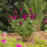 Butterfly Bush, First Editions® Funky Fuchsia™ Butterfly Bush