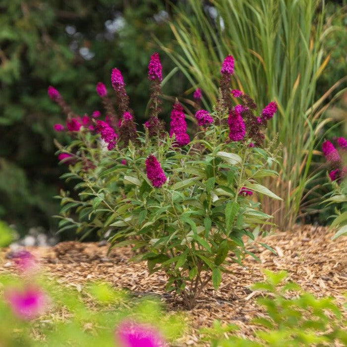 Butterfly Bush, First Editions® Funky Fuchsia™ Butterfly Bush