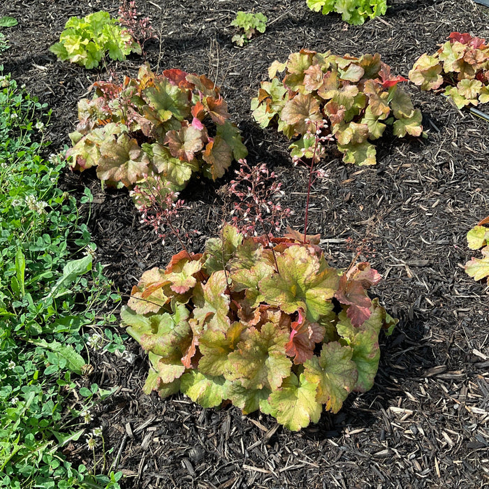 Coral Bells, Dolce® Toffee Tart Heuchera
