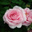 ROSA `GERTRUDE JEKYLL`
