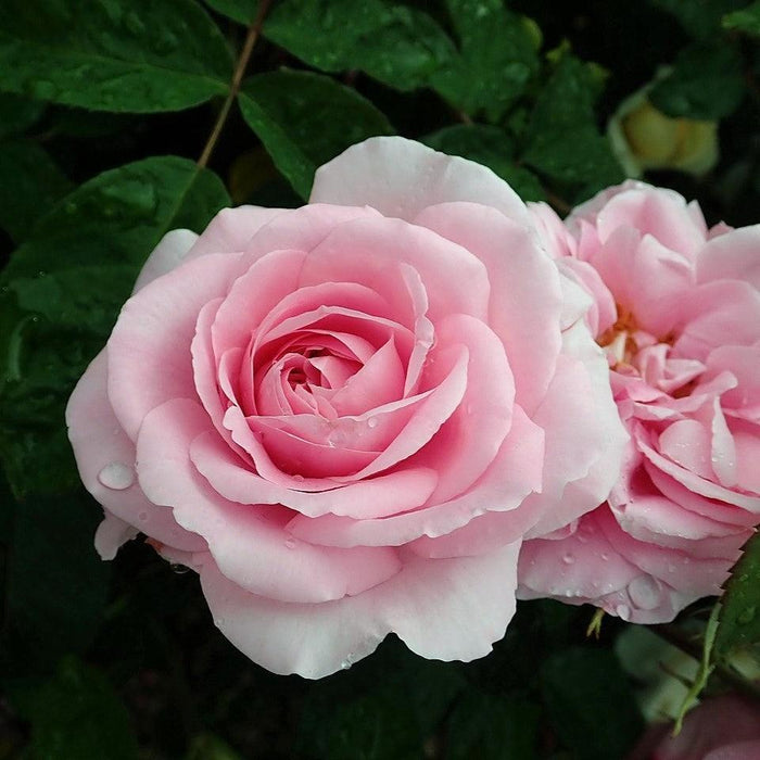 ROSA `GERTRUDE JEKYLL`