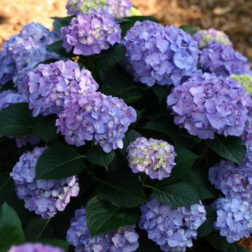 Hydrangea, Let's Dance® Blue Jangles® Hydrangea