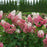 Hydrangea, Pinky Winky Prime® Hydrangea