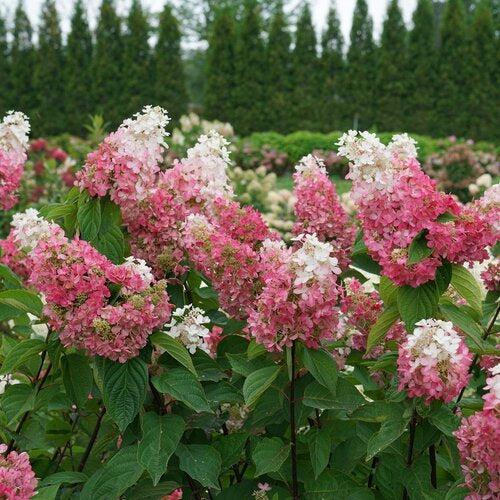 Hydrangea, Pinky Winky Prime® Hydrangea