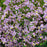 Meadow Rue, Giant Meadow-Rue