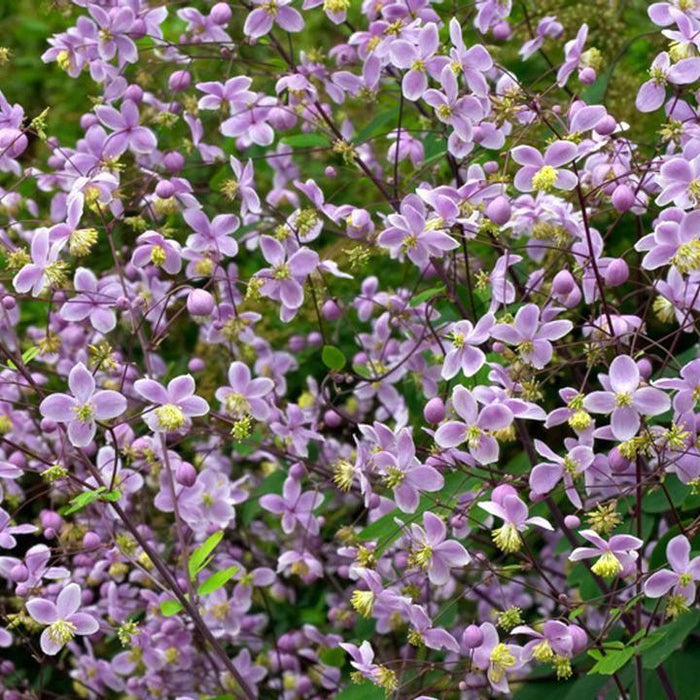 Meadow Rue, Giant Meadow-Rue