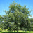 Oak, Northern Red Oak