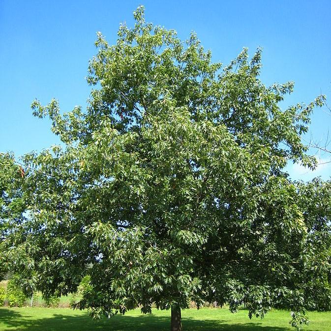 Oak, Northern Red Oak