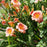 Daylily, Strawberry Candy Daylily